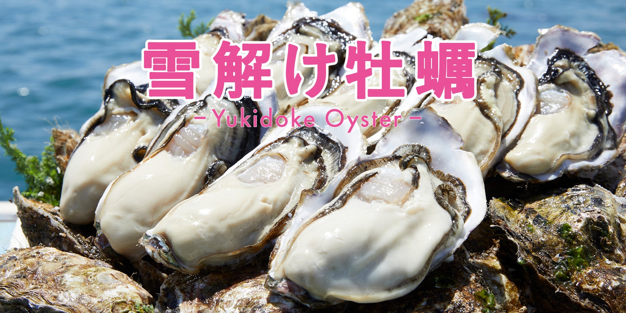 藁笠冬牡丹 藁笠冬牡丹